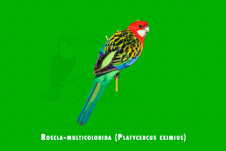 rosela-multicolorida (platycercus eximius)