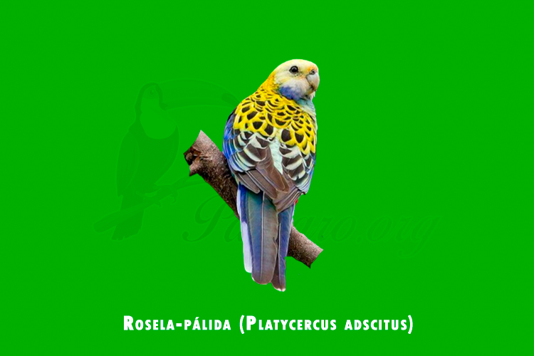 rosela-palida (platycercus adscitus)
