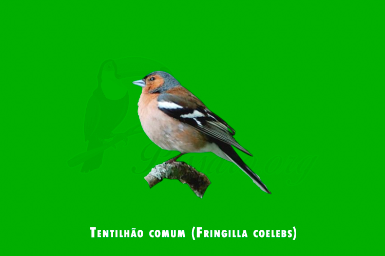 tentilhao comum (fringilla coelebs)