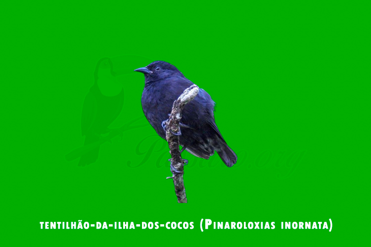 tentilhao-da-ilha-dos-cocos (pinaroloxias inornata)