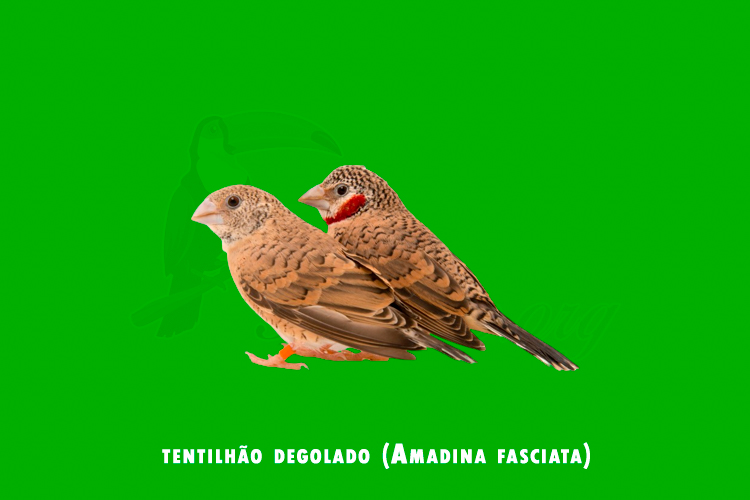 tentilhao degolado (amadina fasciata )