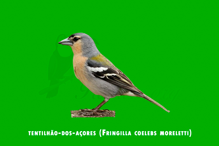 tentilhao-dos-acores (fringilla coelebs moreletti)