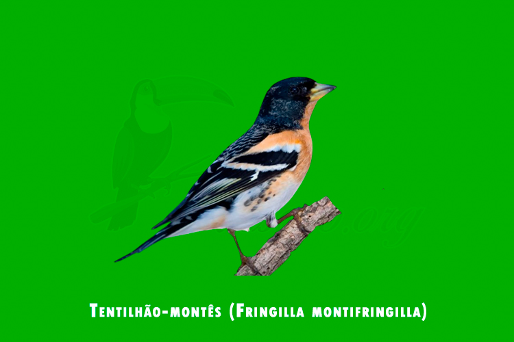tentilhao-montes (fringilla montifringilla)