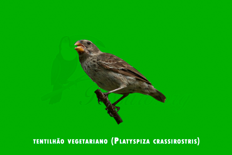 tentilhao vegetariano (platyspiza crassirostris )