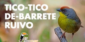 tico tico de barrete ruivo