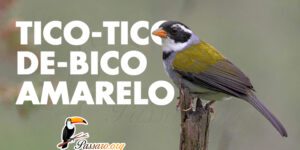 tico tico de bico amarelo