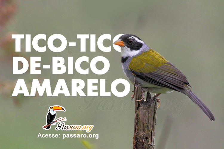 tico tico de bico amarelo