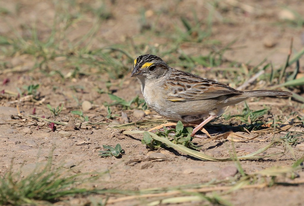 tico-tico-do-campo