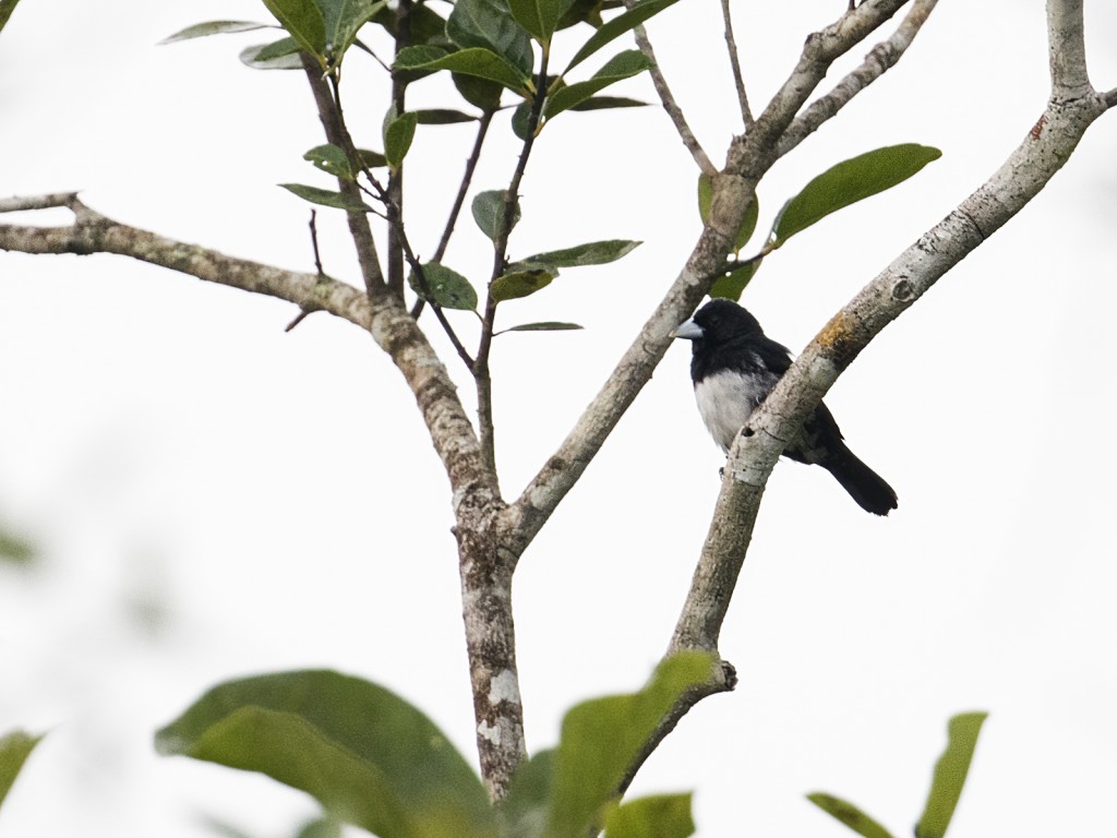 Tiê-bicudo, ave criticamente ameaçada de extinção, volta a ser mais visto  no Mato Grosso graças