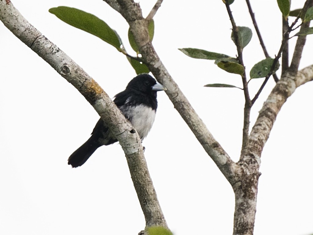 Tiê-bicudo, ave criticamente ameaçada de extinção, volta a ser mais visto  no Mato Grosso graças