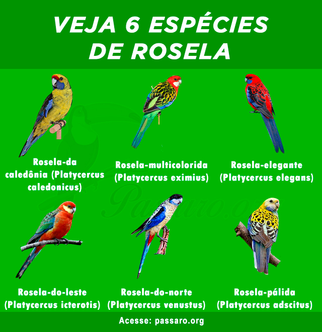 tipos de rosela