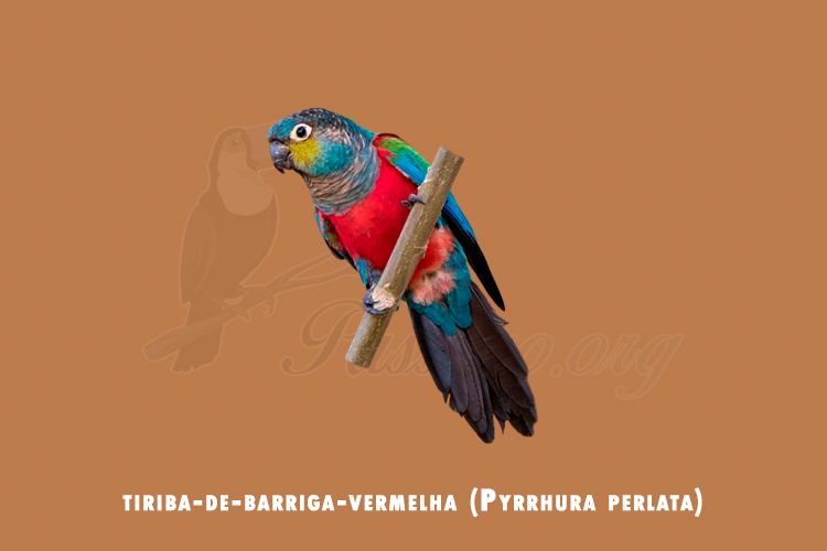 tiriba-de-barriga-vermelha (pyrrhura perlata)