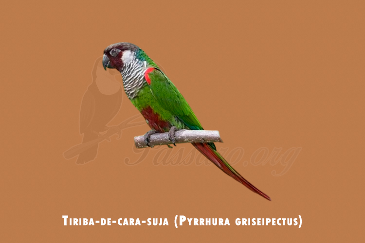 tiriba-de-cara-suja (pyrrhura griseipectus)