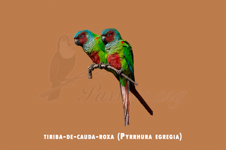 tiriba-de-cauda-roxa ( pyrrhura egregia)