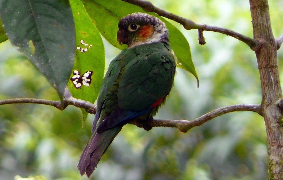 tiriba-de-cauda-roxa