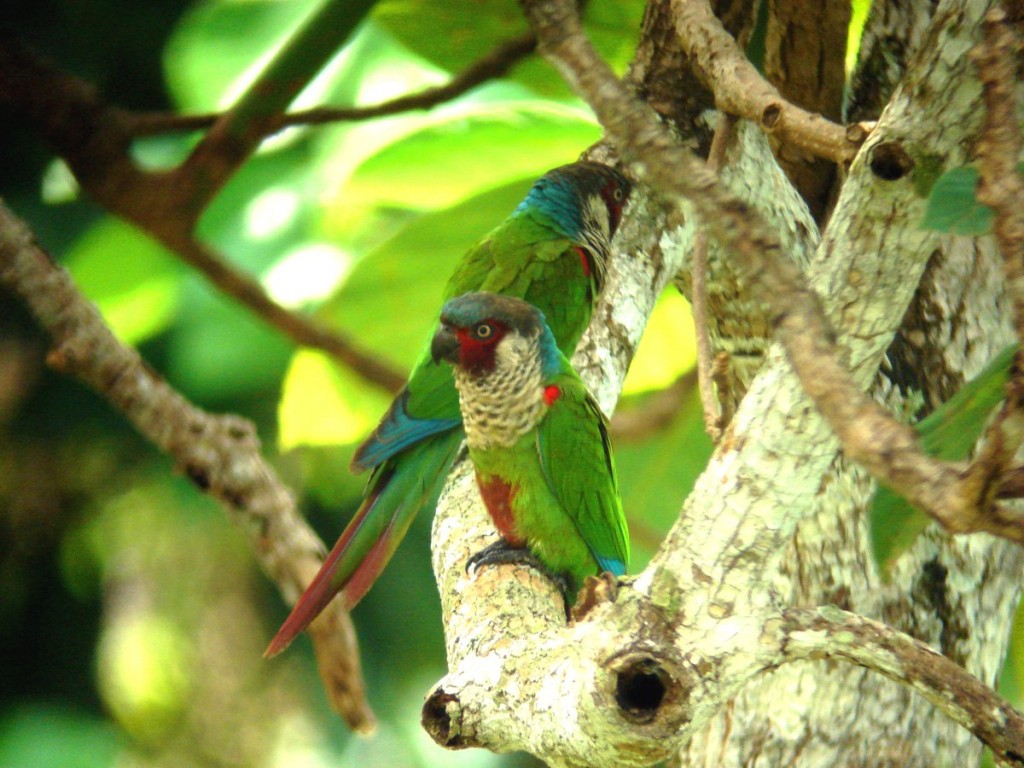 tiriba-de-testa-azul