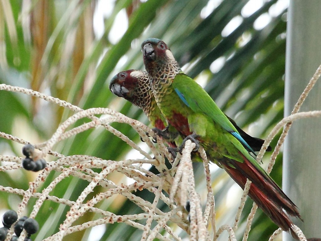 tiriba-de-testa-azul