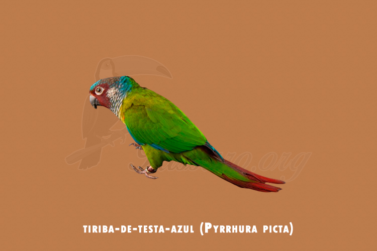 tiriba-de-testa-azul (pyrrhura picta)