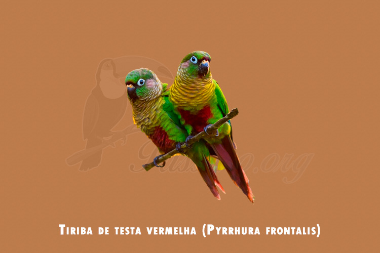 tiriba de testa vermelha (Pyrrhura frontalis)