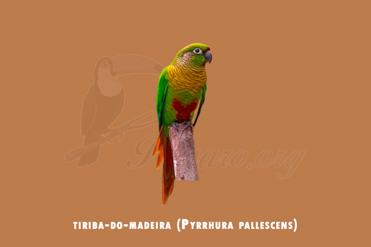 tiriba-do-madeira (pyrrhura pallescens)