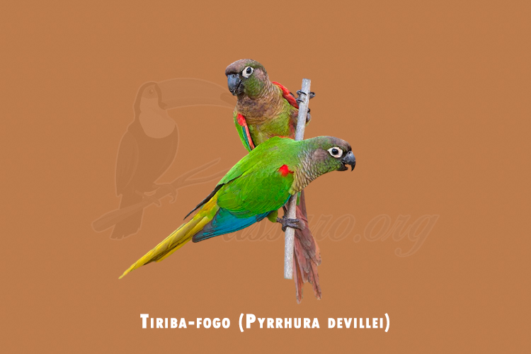 tiriba-fogo (pyrrhura devillei)