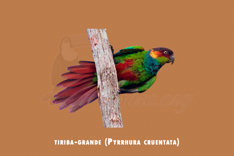 tiriba-grande ( pyrrhura cruentata)