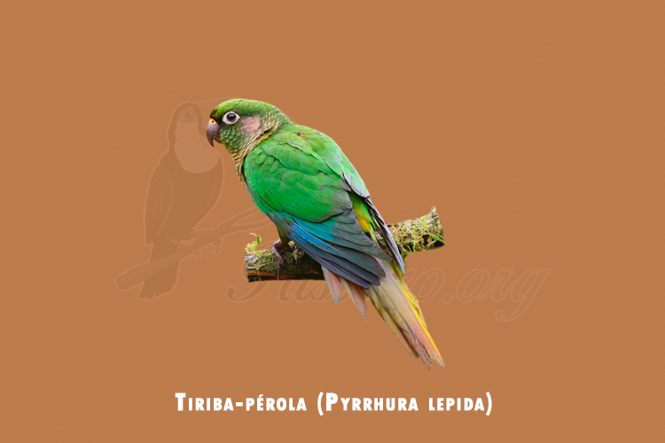 tiriba-perola ( pyrrhura lepida)