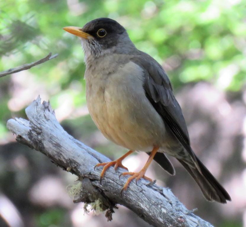 tordo-austral