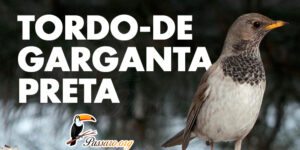 tordo de garganta preta