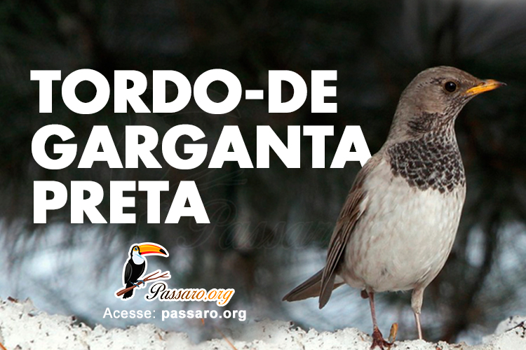 tordo de garganta preta