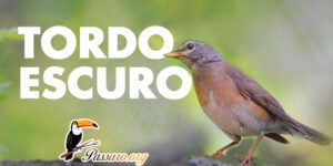 tordo escuro