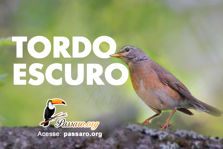 tordo escuro