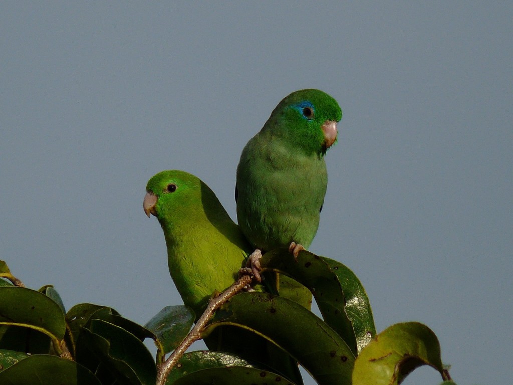 tuim-da-colombia