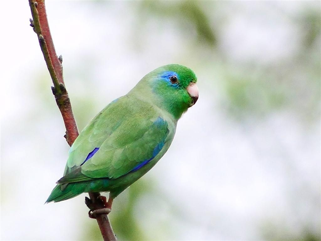 tuim-da-colombia