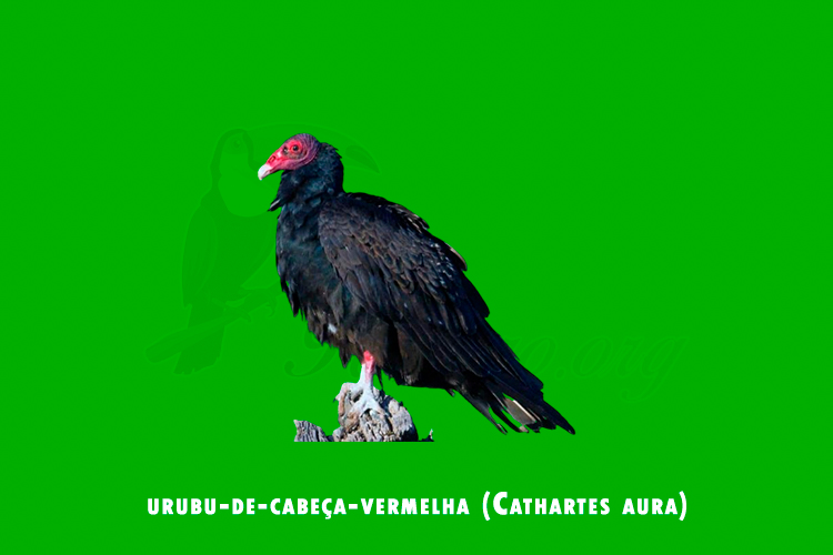 urubu-de-cabeca-vermelha (cathartes aura)