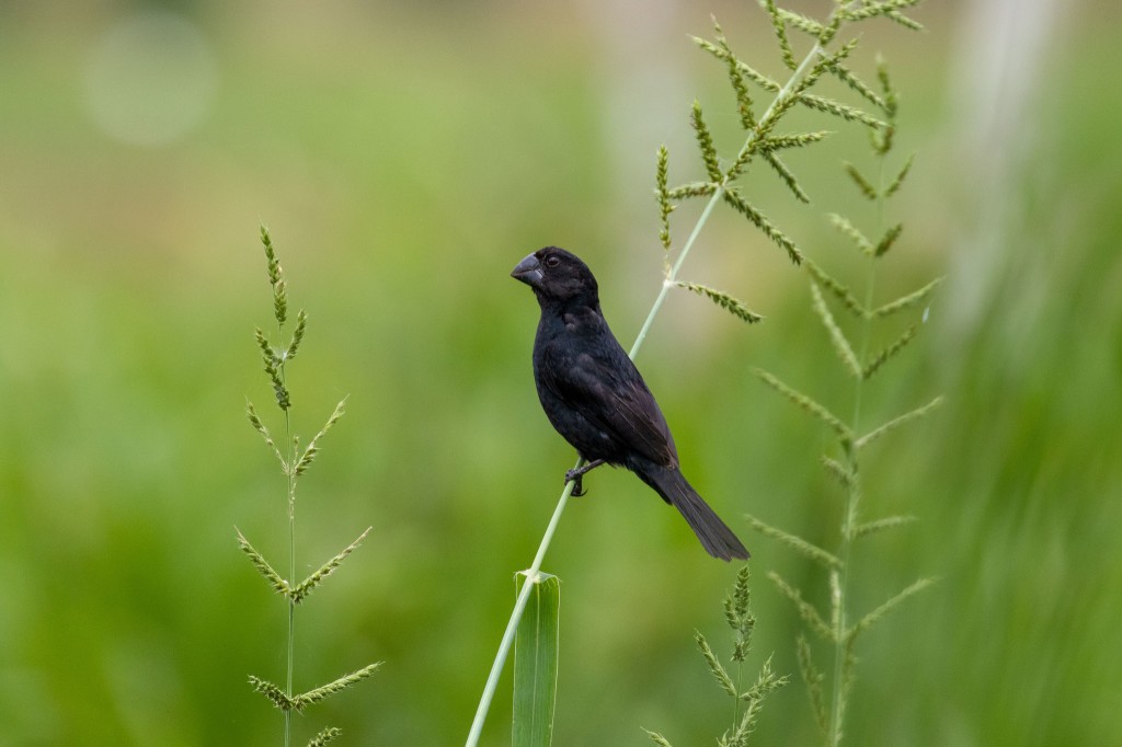 bicudo-de-bico-preto