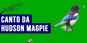 Canto da Hudson Magpie