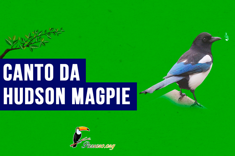 Canto da Hudson Magpie