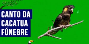 Canto da cacatua funebre