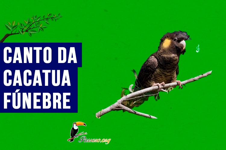 Canto da cacatua funebre