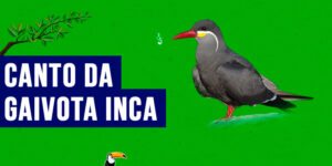 Canto da gaivota inca