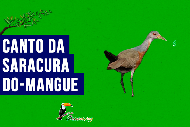 Canto da saracura-do-mangue 