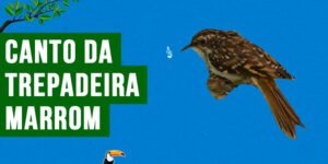 Canto da trepadeira marrom