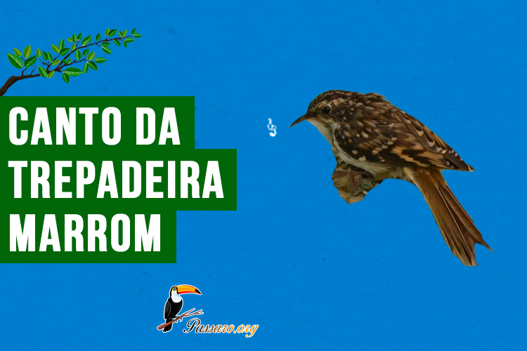 Canto da trepadeira marrom