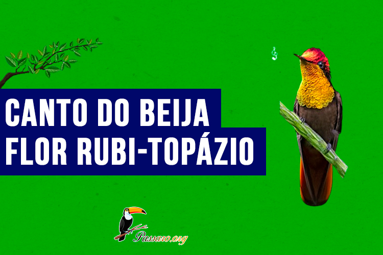 Canto do Beija-flor rubi-topázio