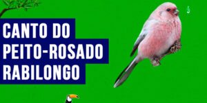 Canto do Peito-Rosado-Rabilongo