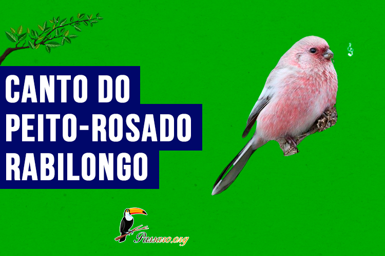 Canto do Peito-Rosado-Rabilongo