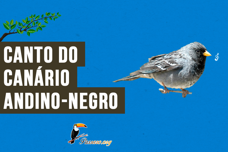 Canto do canário-andino-negro