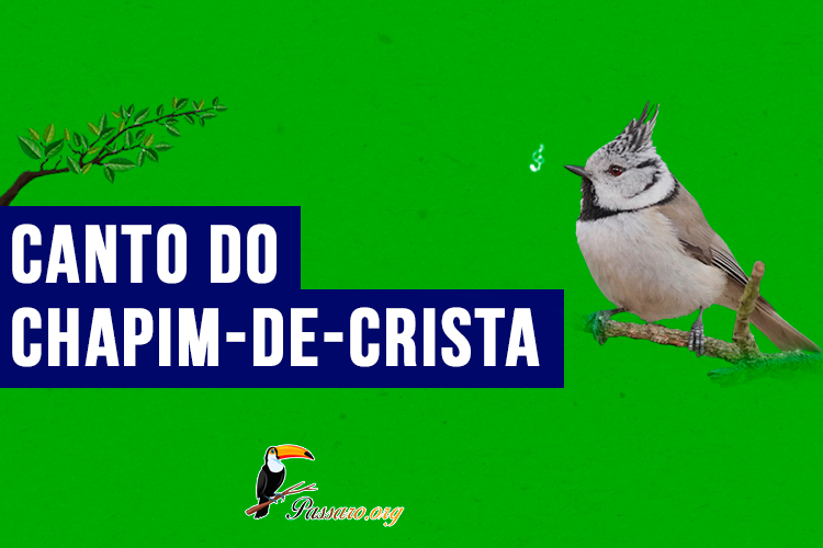 Canto do chapim-de-crista