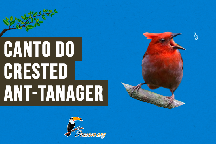 Canto do crested ant-tanager